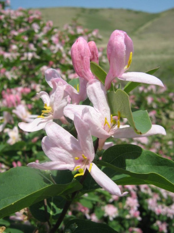 Tatár lonc - Lonicera tatarica, Lonicera tatarica, évelő, fásszárú